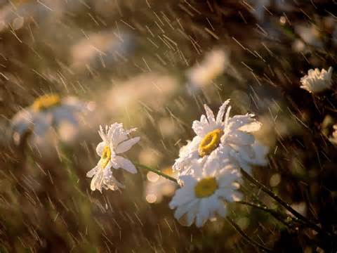 rain-on-flowers